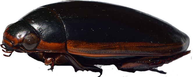 This is a photograph of a dead specimen of the giant predaceous diving beetle, Cybister fimbriolatus