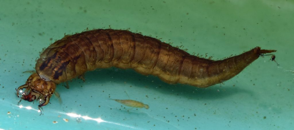 This photo illustrates a large larval beetle swimming underwater near the surface of a cattle tank.