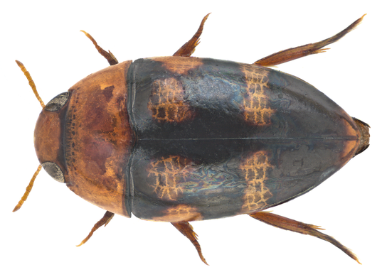 This is a dorsal photo of a specimen of an aquatic burrowing beetle that has various black and orange markings on its surface