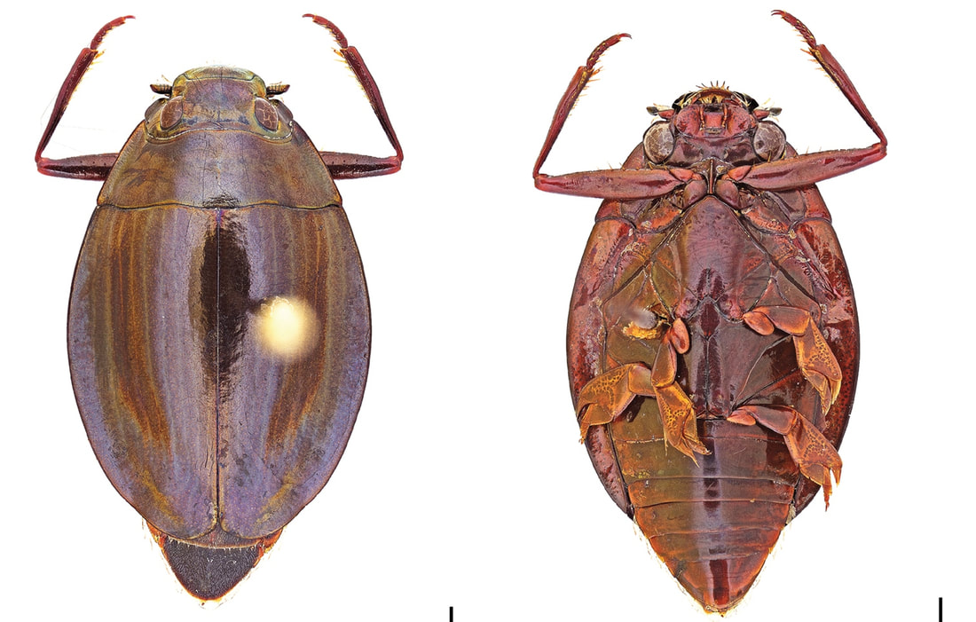 This image contains a dorsal and ventral photo of dead pinned specimen of an adult whirligig beetle