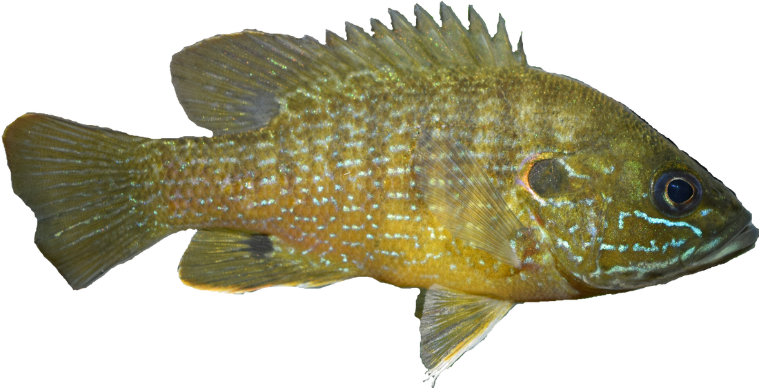This is a photograph of the side of a green sunfish, Lepomis cyanellus.
