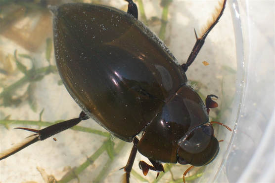 This is a photo of an adult male giant water scavenger beetle swimming at the water surface of a container.