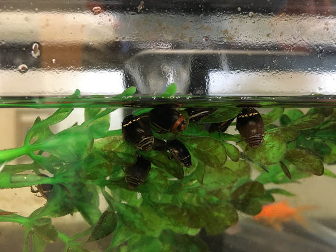 This is a photo of part of an aquarium near the water surface where there is an artificial plant with several medium-sized aquatic beetles of three different species hanging on to the plant's leaves.