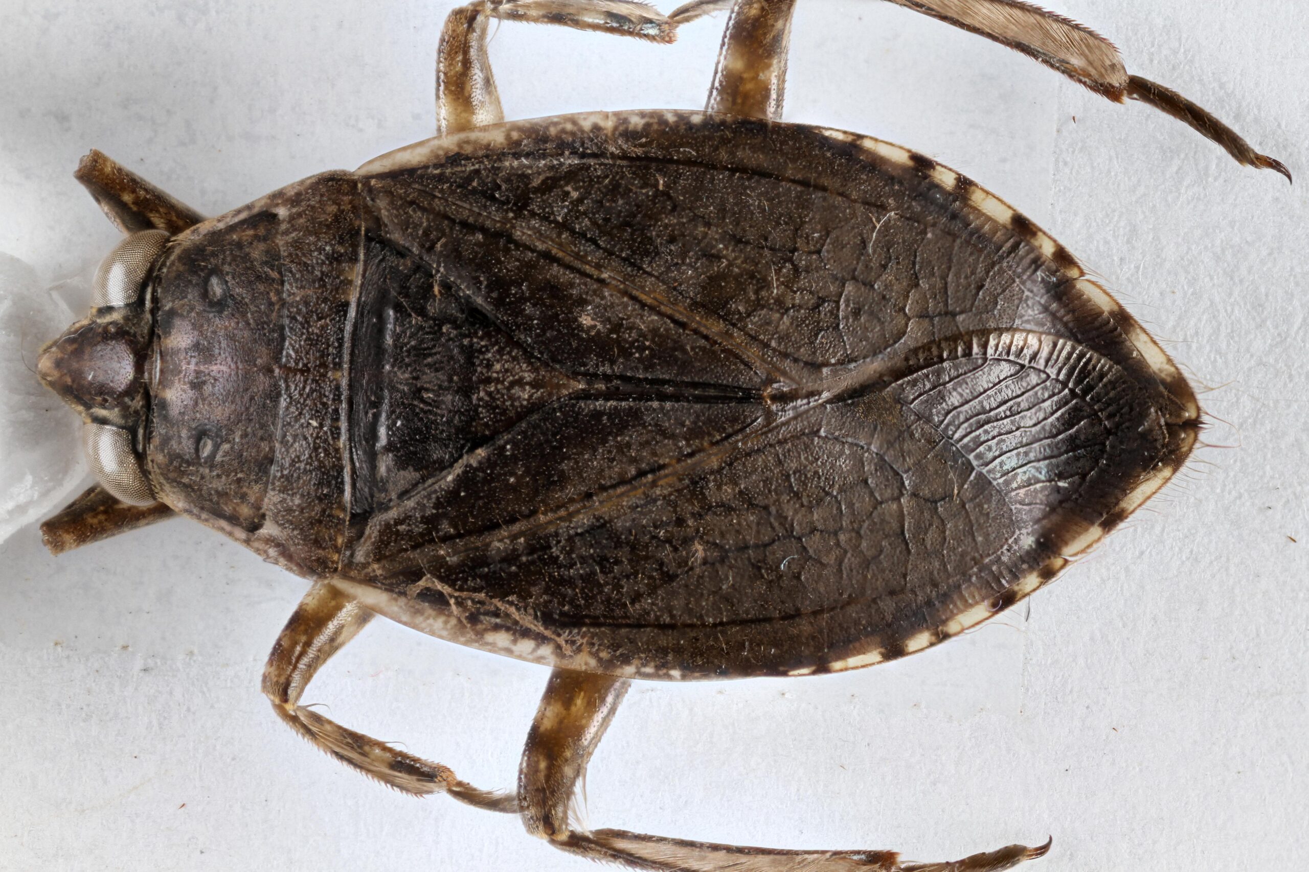 A dorsal photo of a Belostoma minor specimen