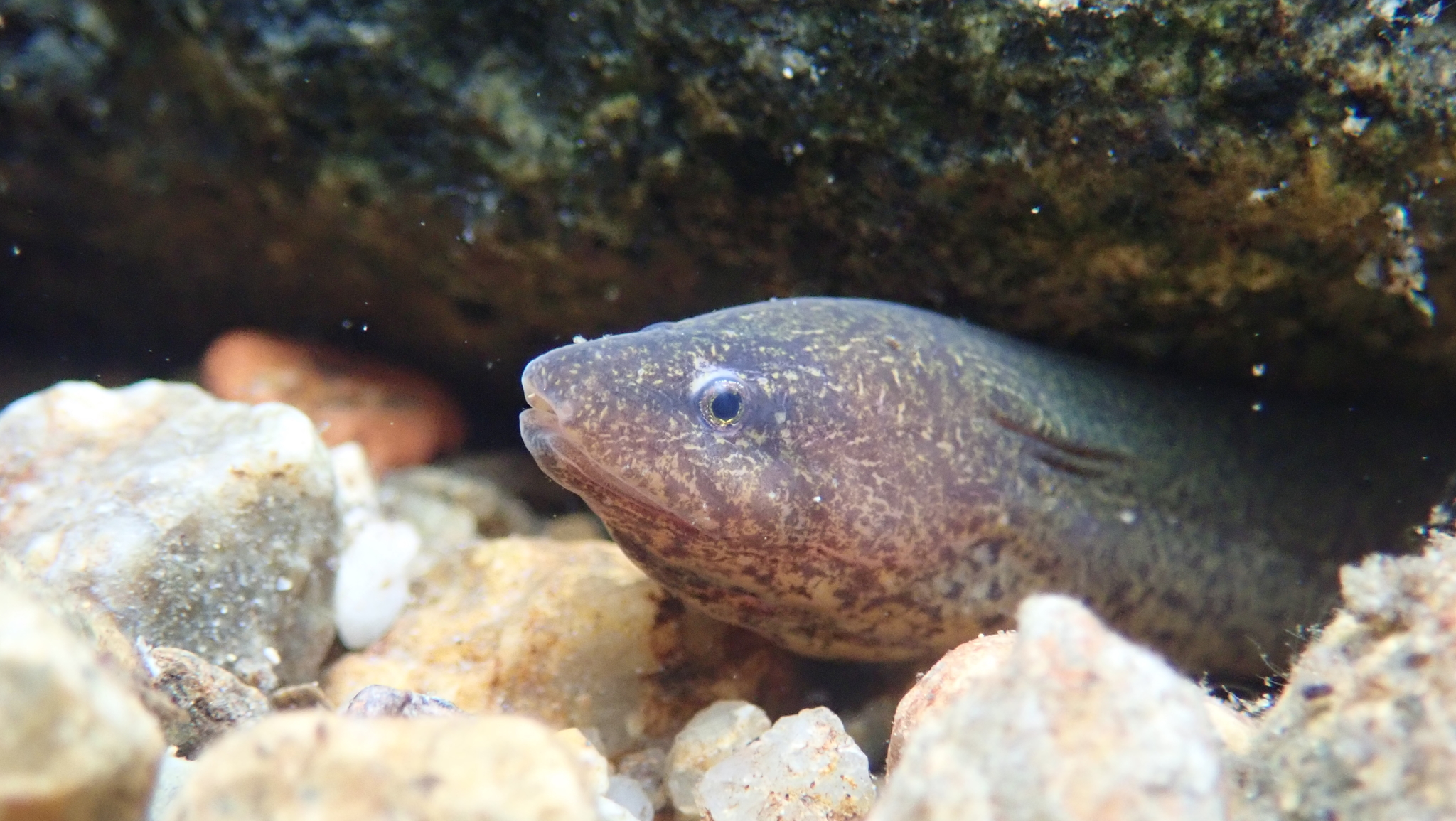 A photo of the head of a Monopterus sp. swamp eel