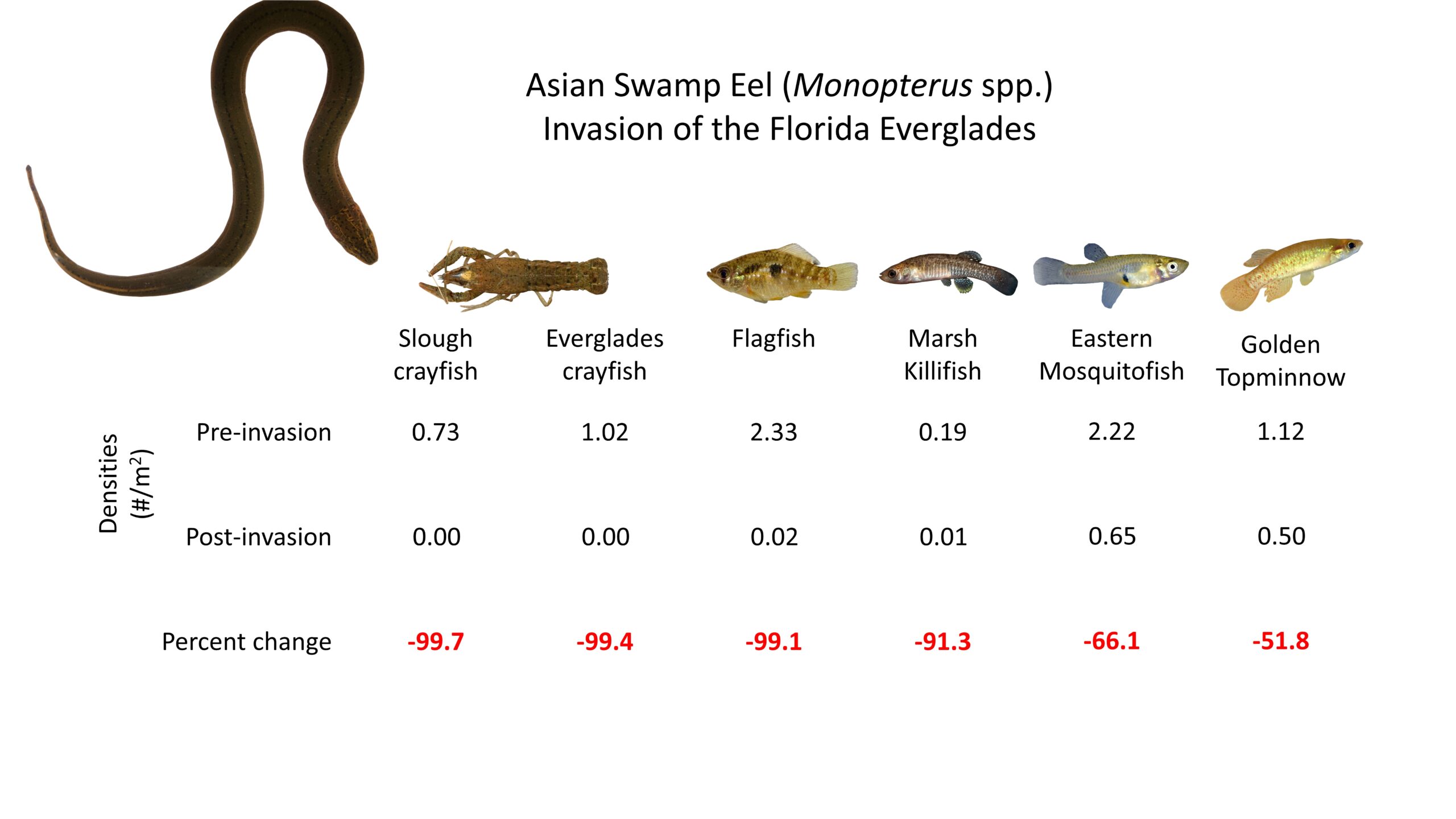 Images of prey species and their pre-invasion and post-invasion densities in the Everglades, along with their percent changes following swamp eel invasion.