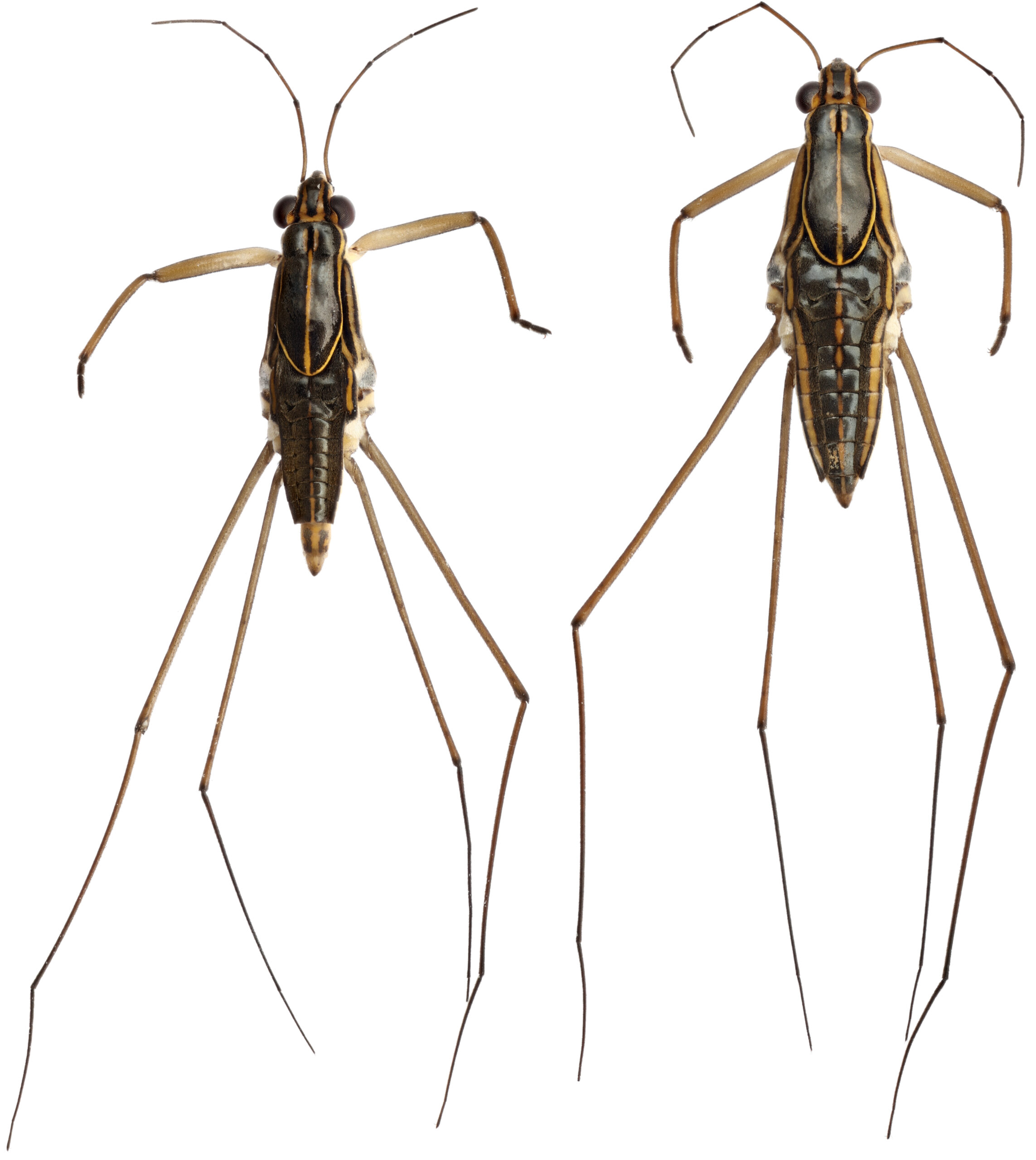 Dorsal photograph of the adult male holotype and adult female paratype of Limnogonus macroconfusus (Gerridae)